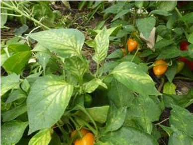 Iron deficient sweet pepper.